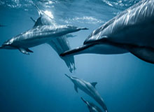 hth直播中心-秦升犯规引争议其妻子回应:技术犯规不代表人品坏